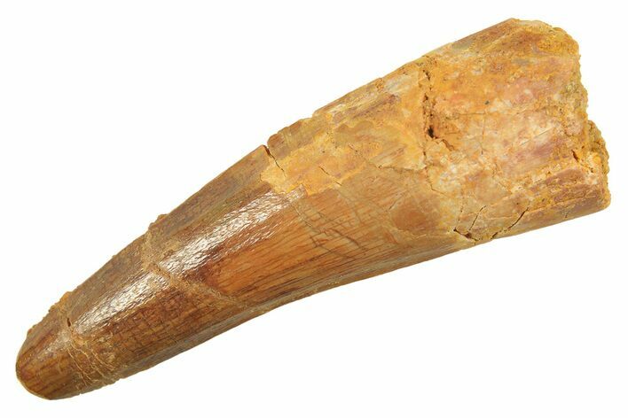 Fossil Spinosaurus Tooth - Real Dinosaur Tooth #298382